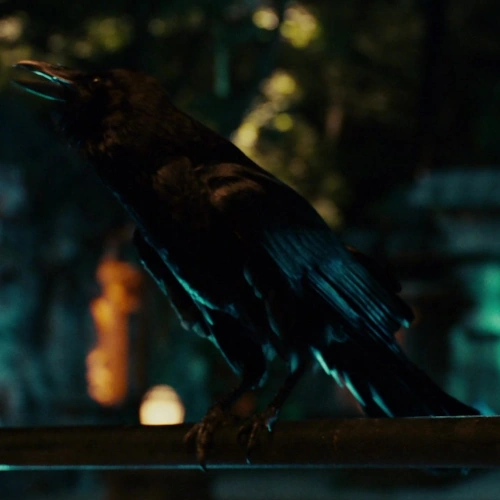 Arquivo:Corvo (O Zelador Animal).png