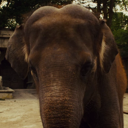 Arquivo:Barry (O Zelador Animal).png