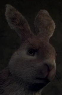 Arquivo:Cowslip (2018).png