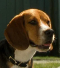 Arquivo:Lou Perros y Gatos.jpg