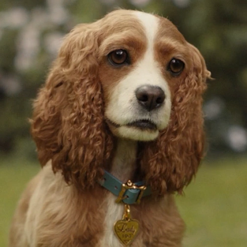 Arquivo:Dama (Lady Tramp, 2019).png