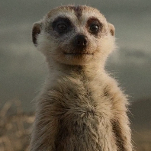 Arquivo:TLK2019Timon.png