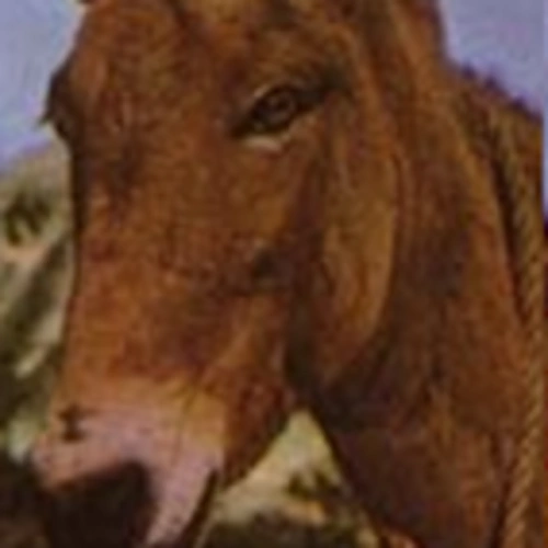 Arquivo:BurroConselheiro1977.png