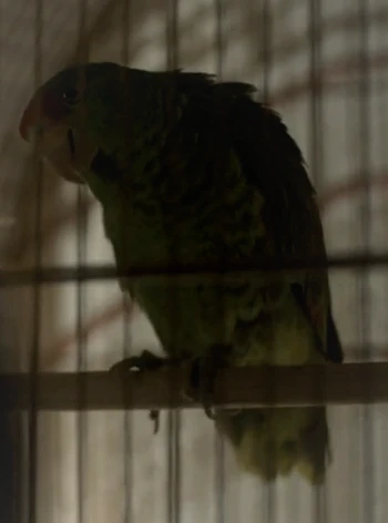 Arquivo:Paco (TTWD).png
