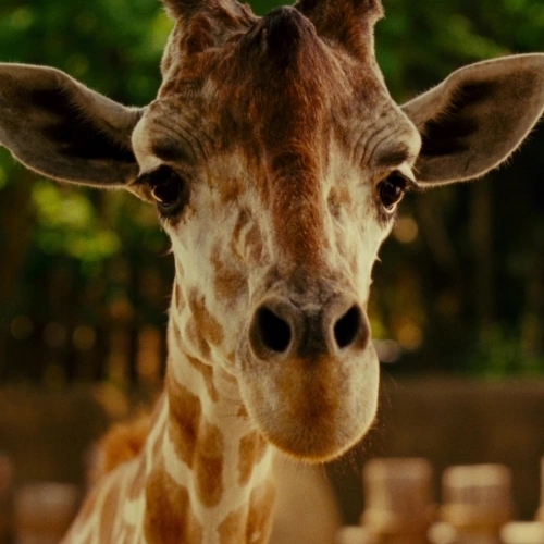 Arquivo:Mollie (O Zelador Animal).png