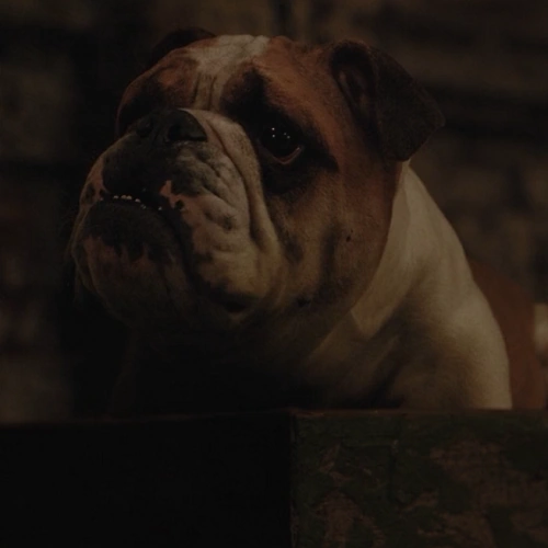 Arquivo:Bola (Lady Tramp, 2019).png