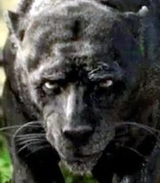 Arquivo:Bagheera Christian Bale.jpg