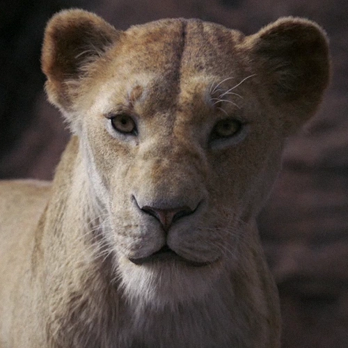 Arquivo:TLK2019Sarabi.png