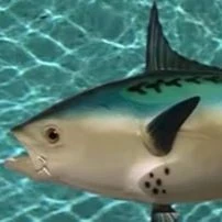 Arquivo:Realistic Fish Head.jpg