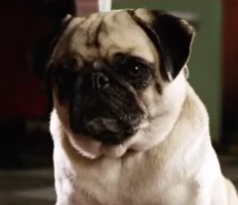 Arquivo:Serafim cachorro.png