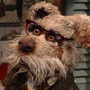 Coça McCollie em Dog City (Herbert Richers)