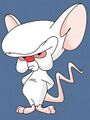 Cérebro em Os Animaniacs e Pinky e o Cérebro