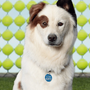 Stan em Stan, o Cão Blogueiro