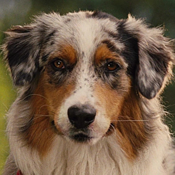 Arquivo:Mazie em Marmaduke.jpg