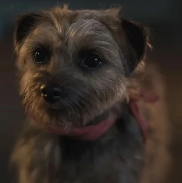 Arquivo:Strays-movie-Reggie.jpg