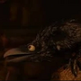 O Corvo em Valente