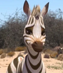 Tombi em Khumba: Um Safári na África