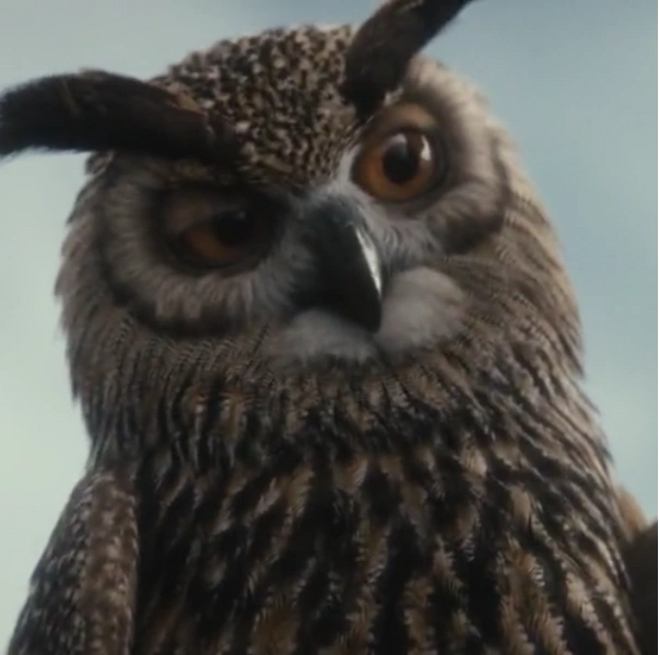 Arquivo:Búho - CRRI.png