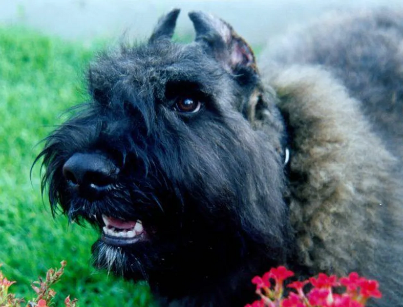 Arquivo:Cachorrobambulua.webp