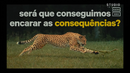 será que conseguimos encarrar as consequências?
