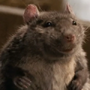 Templeton em A Menina e o Porquinho