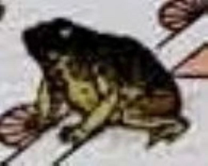 Crane frog4.jpg