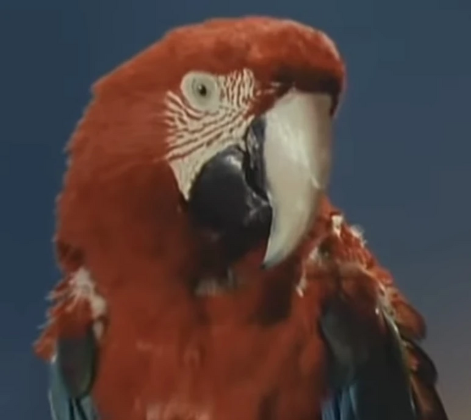 Arquivo:Arara (Machineman).jpg