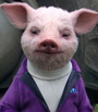 Chico Chato na duologia Pedro Coelho
