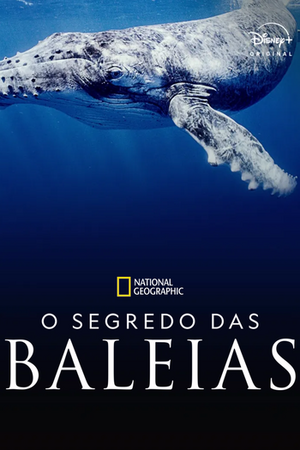 O Segredo das Baleias.webp