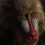 Rafiki em O Rei Leão (2019)