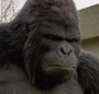Gorila Grodd em Lendas do Amanhã