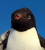 Rinaldo em Happy Feet: O Pinguim e Happy Feet 2: O Pinguim