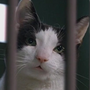 Sir Roland "Gatolino" em Garfield: O Filme
