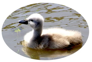 Uglyduckling.jpg