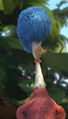 Sra. Quilligan em Horton e o Mundo dos Quem!