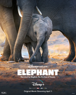 Elefante 2020.jpg