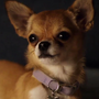 Rosa em Perdido pra Cachorro 2 e Perdido pra Cachorro 3