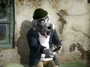 Capitão Fava em Jakers! As Aventuras de Piggley Winks