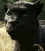 Baguera em Mogli - O Menino Lobo (2016)