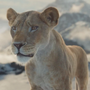 Sarabi em Mufasa: O Rei Leão