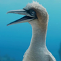 Sabidão em A Pequena Sereia
