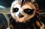 Strix Struma em A Lenda dos Guardiões