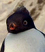 Nestor em Happy Feet: O Pinguim e Happy Feet 2: O Pinguim