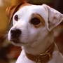 Wishbone em Wishbone