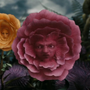 Flor de Duas Caras em Alice no País das Maravilhas