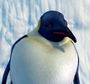 Sra. Astrakhan em Happy Feet: O Pinguim