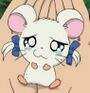 Bijou em Hamtaro