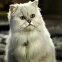 Snowbell em O Pequeno Stuart Little