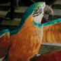 Polinésia em Dolittle
